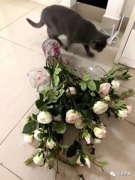 我养的花，开给天庭的人看